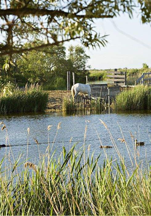 Cheval au bord de l'eau près de Les Arnelles, Hôtel avec Chevaux et Centre Equestre en Camargue